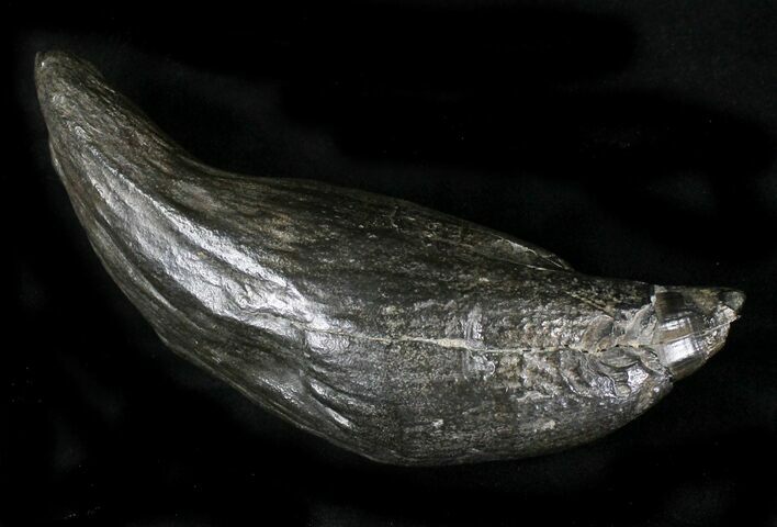 Massive Fossil Sperm Whale Tooth - Georgia #21717